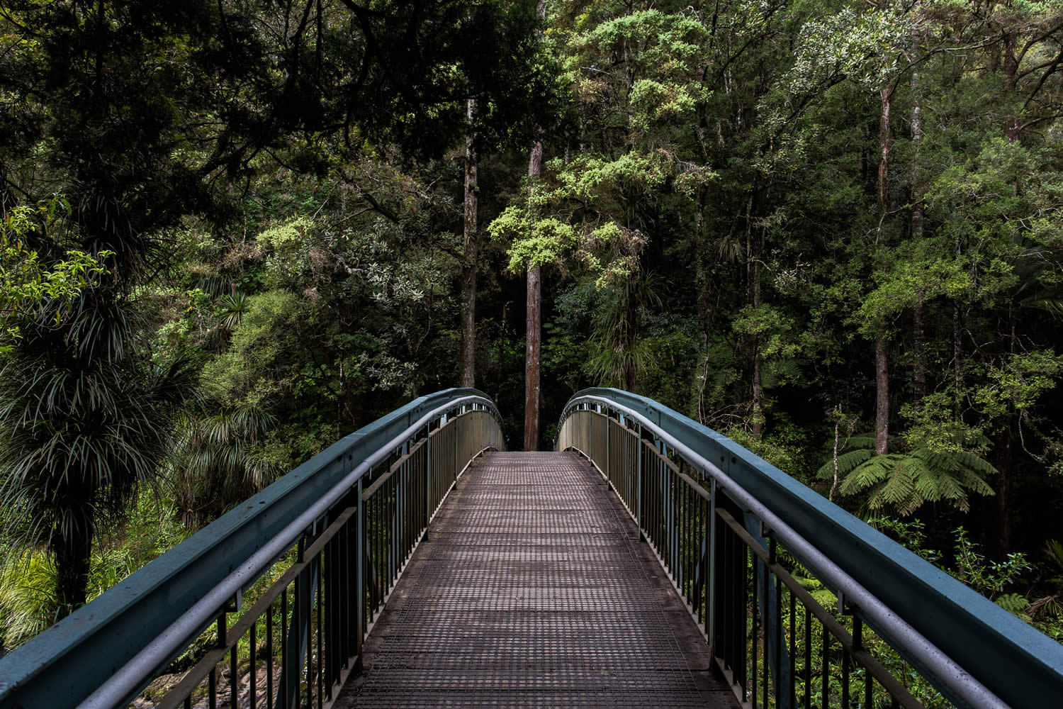 bridge in the bush